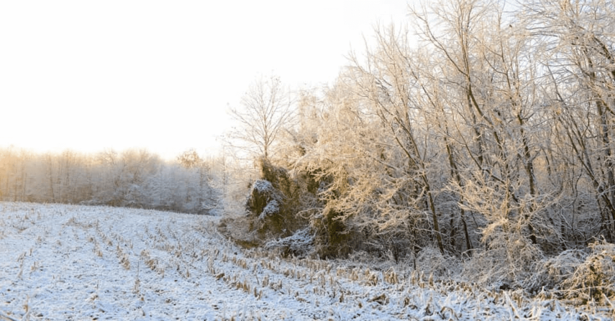 Christmas Gifts for The Deer Land Manager on Your List Featured Image